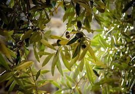 Entrega de olivos del Ayuntamiento de Zalamea