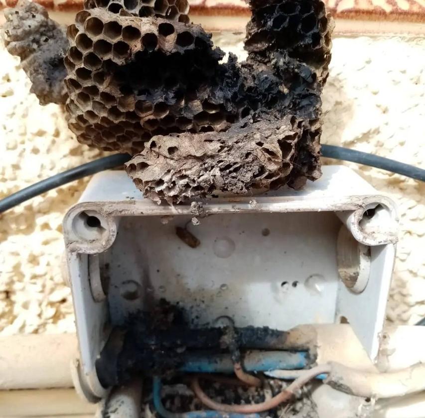 Imagen principal - Estado de la instalción tras la retirada del panal.