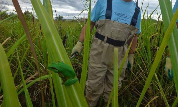 La búsqueda de la ranita meridional atraviesa su ecuador en el sudeste peninsular