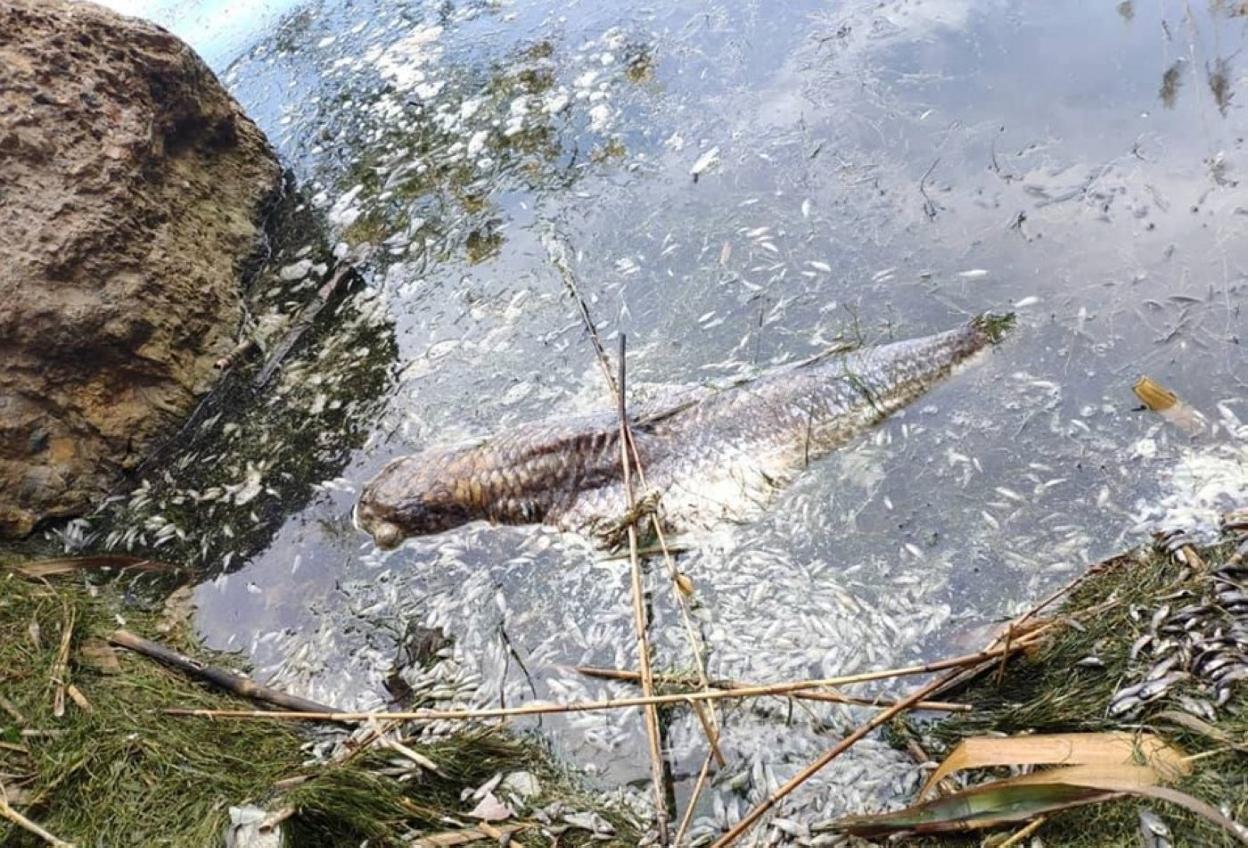 Se han hallado carpas y ejemplares de pez fartet, una especie protegida que sólo se deja ver en esta zona del sureste peninsular