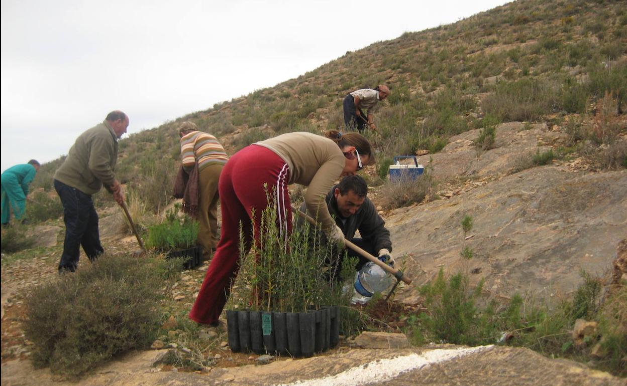 Berja invita a reforestar el monte este domingo