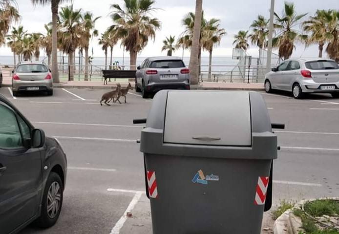 Dos cabras montesas en la avenida de Poniente de Adra.