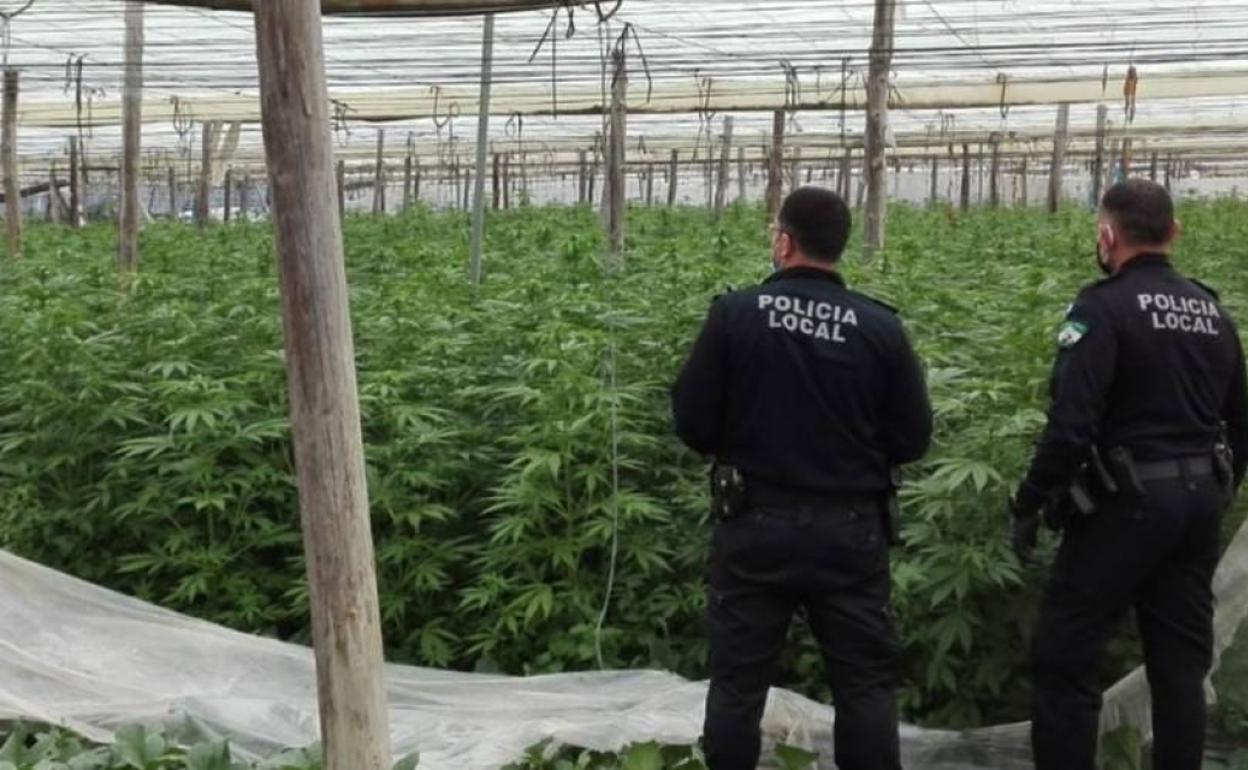 La Policía Local de Adra descubre un invernadero con 3.500 plantas de marihuana
