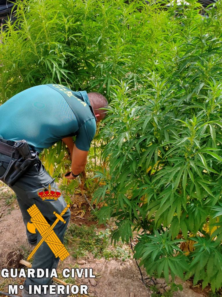 La plantación de marihuana estaba oculta entre hotalizas. 