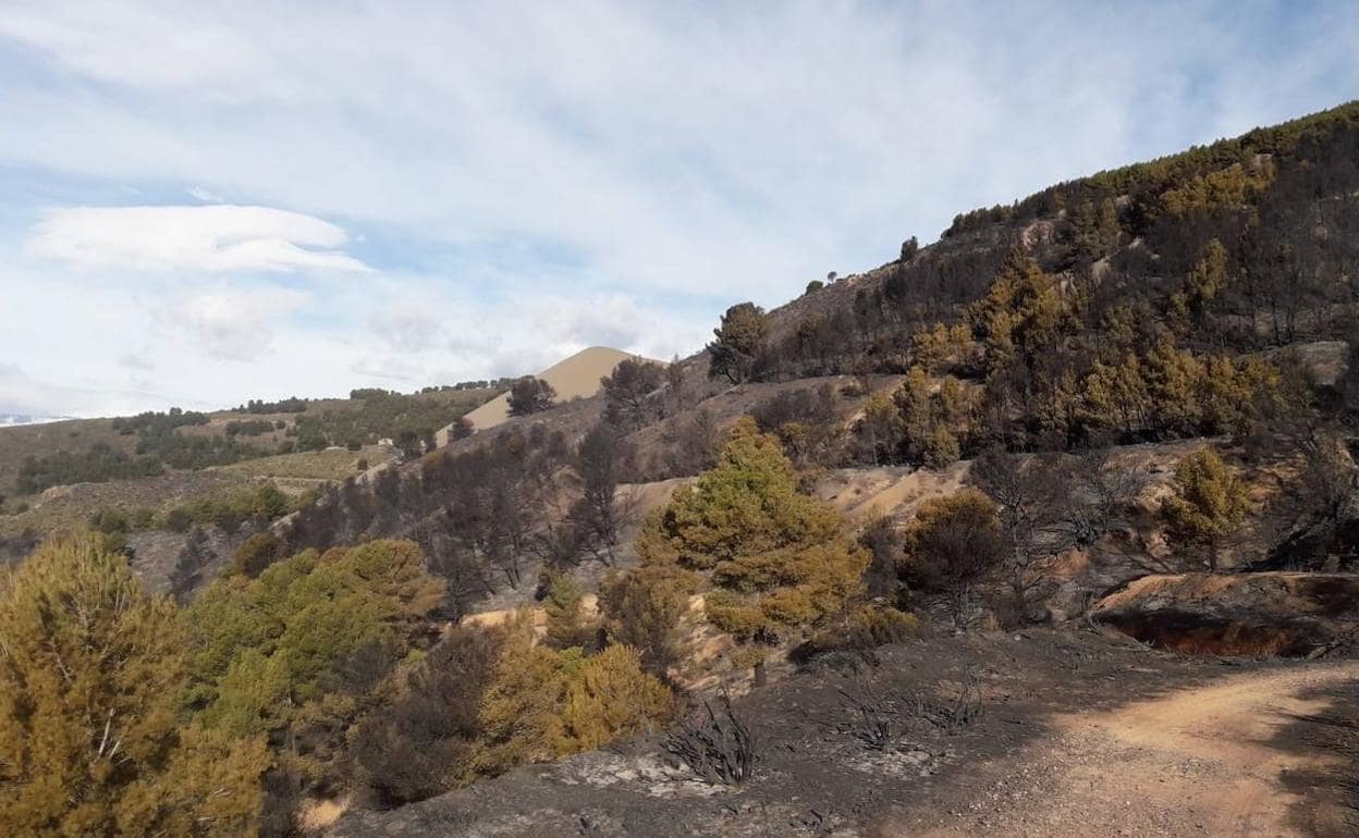 Una de las zonas arrasadas por el fuego en la Sierra de Gádor. 