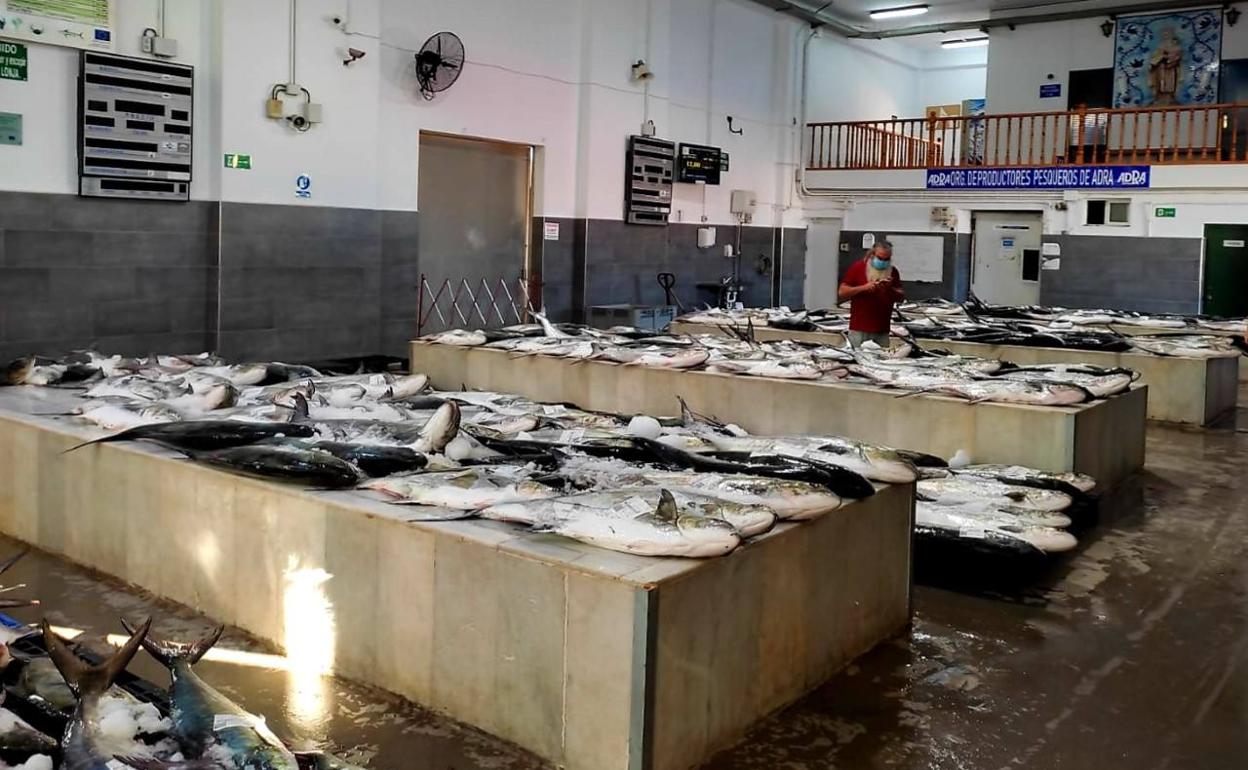 «Pesquerazo» en Adra: 4.000 kilos de serviola en una sola madrugada