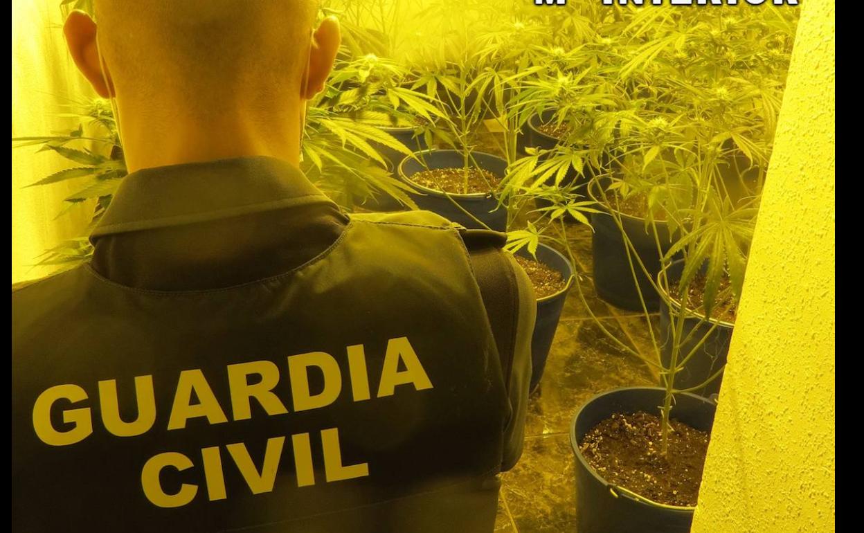 Detenidas cuatro personas por cultivar marihuana en dos viviendas de Adra con acometidas ilegales