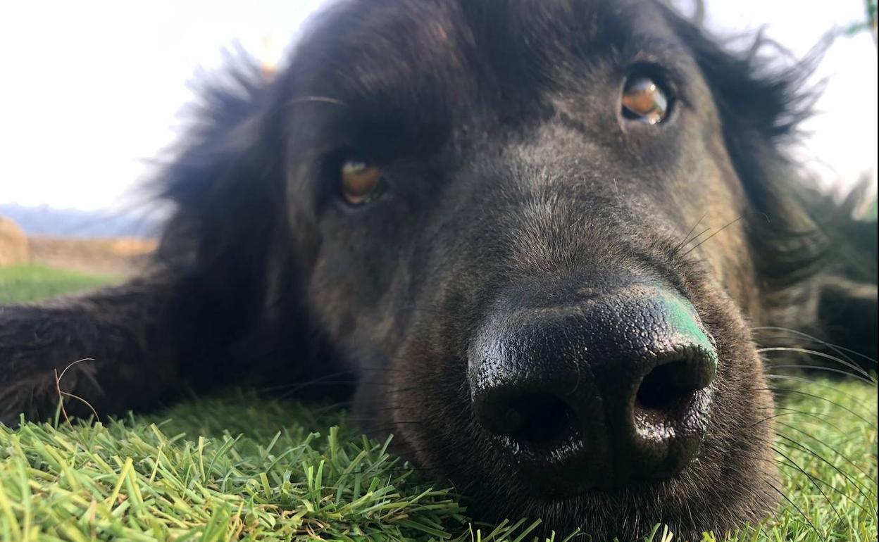 El centro canino Adrakan imparte un taller para aprender a educar a las mascotas