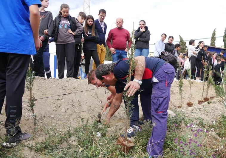 Setenta cipreses florecerán en el campo de fútbol de La Curva