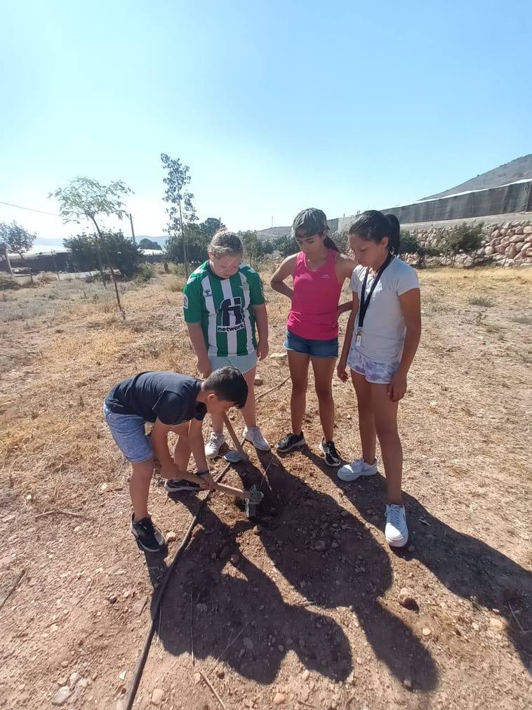Alumnos de Dalías plantan una decena de algarrobos