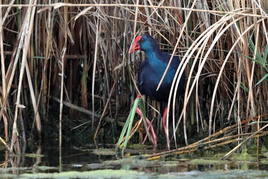 Ecologistas se suman a la «llamada de emergencia» de las Albuferas de Adra