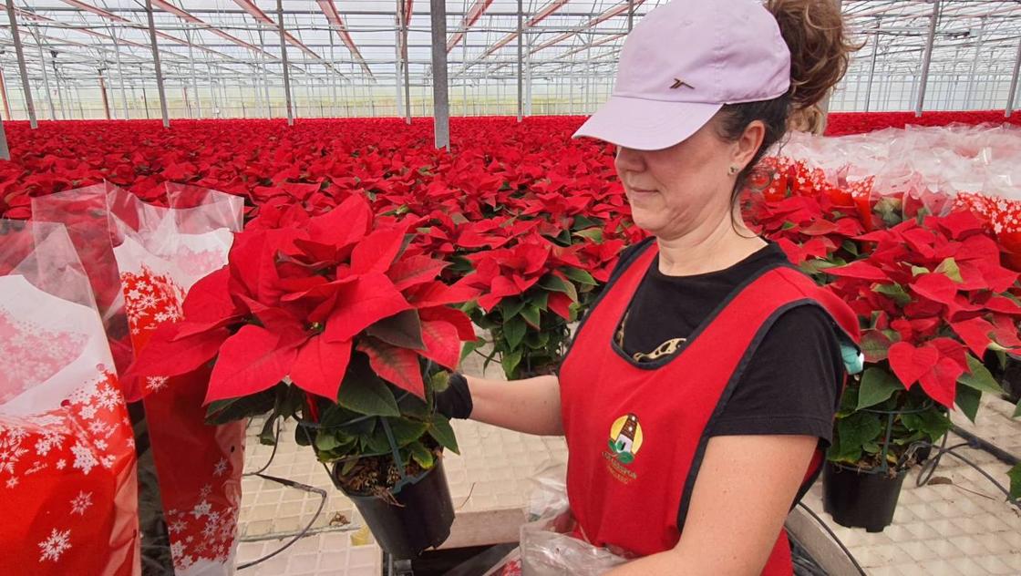 El color de la Navidad está en Almería