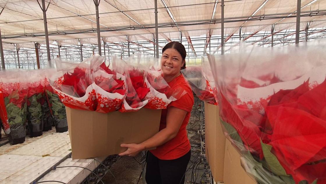 El color de la Navidad está en Almería