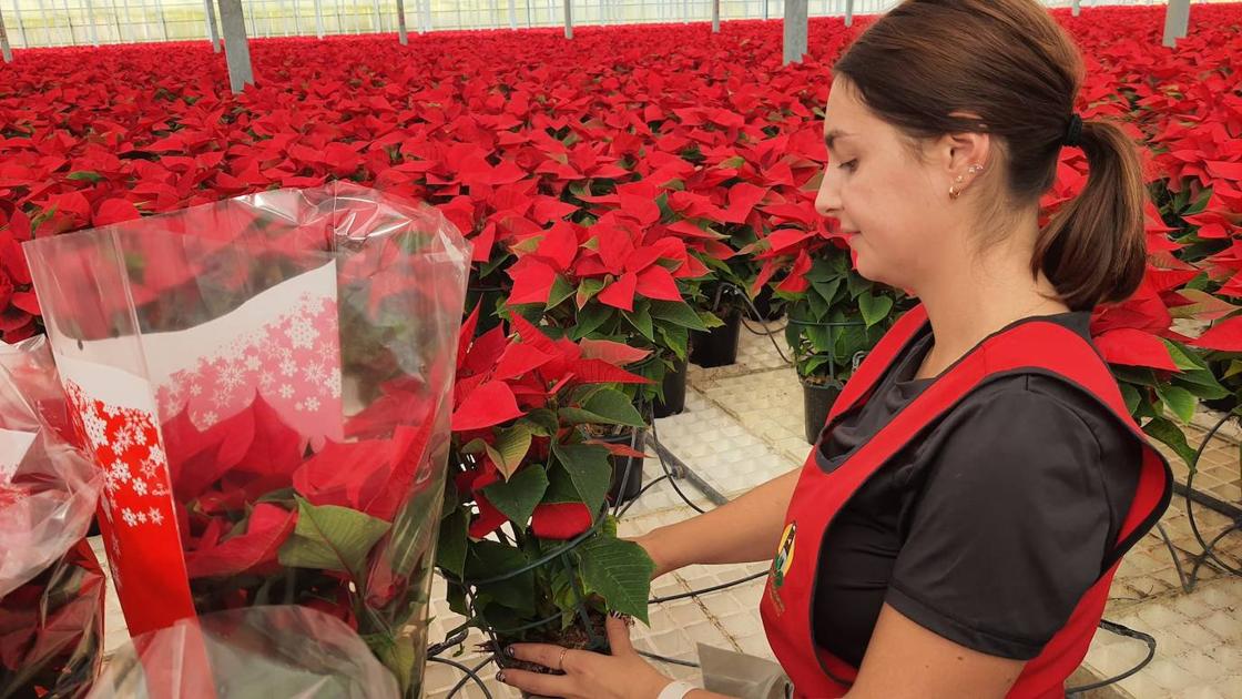 El color de la Navidad está en Almería