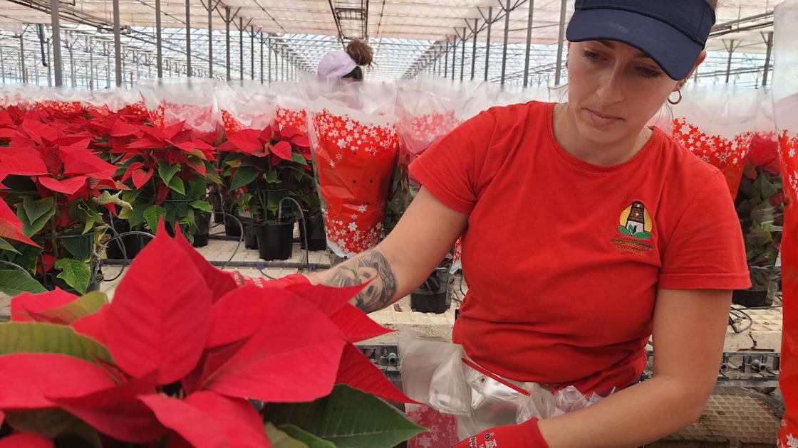 El color de la Navidad está en Almería