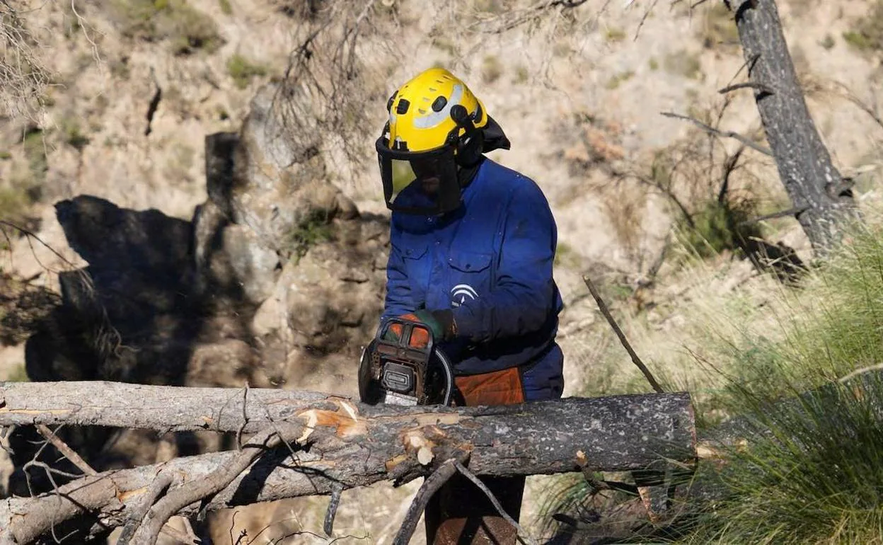 La Junta retira los árboles calcinados en Castala, dos años después del incendio