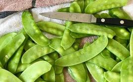 Dalías prepara sus jornadas de présules para el mes de marzo