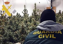 Detenidos 'in fraganti' cuando cuidaban un cultivo de marihuana en Adra