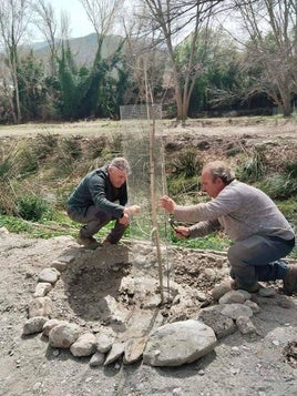 Fondón regenera la orilla del río Andarax con fresnos, almeces y álamos