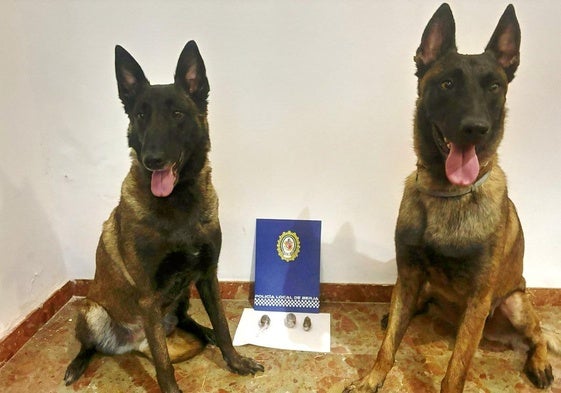 Los agentes caninos detectaron la sustancia ilícita.