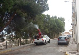 A licitación el servicio de desinfección, desinsectación, desratización y control de palomas en Adra