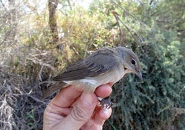Ejemplar de Curruca mosquitera que se cría en Europa central y de norte que puede ser avistada en las Albuferas de Adra.