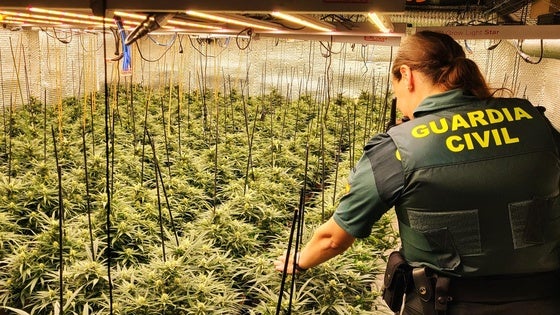 Desmantelan más de 400 plantas de marihuana en una vivienda de Adra