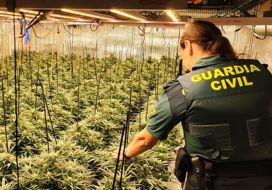 Desmantelan más de 400 plantas de marihuana en una vivienda de Adra