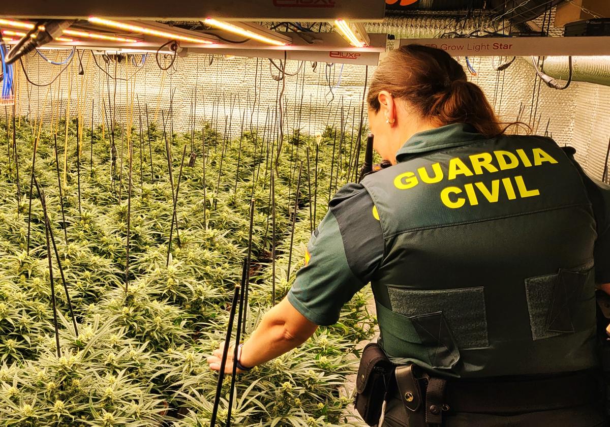 Desmantelan más de 400 plantas de marihuana en una vivienda de Adra