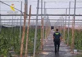 Un detenido al desmantelar un invernadero de marihuana con 5.600 plantas en Balanegra