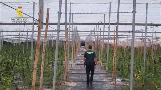 Un detenido al desmantelar un invernadero de marihuana con 5.600 plantas en Balanegra