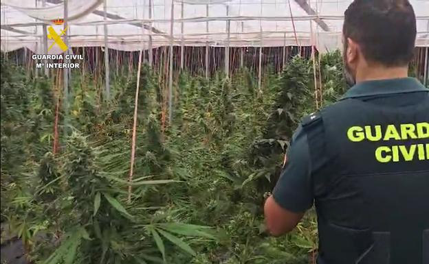 Plantación de marihuana en el invernadero.