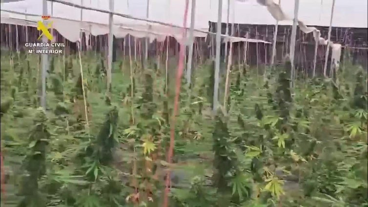La Guardia Civil de Almería desmantela un invernadero de marihuana con 5.600 plantas en Balanegra