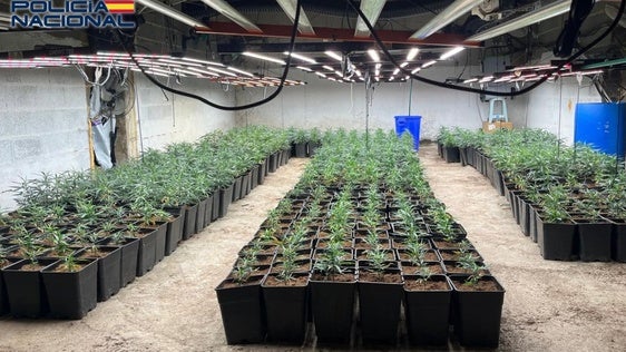 La Policía Nacional desmantela dos plantaciones con más de 2.300 plantas y esquejes de marihuana en Almería y Berja