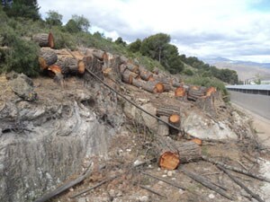 Denuncian la tala de árboles en plena Sierra de Gádor