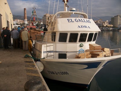 El delfín Marcos se alimenta de sardinas del caladero de Adra
