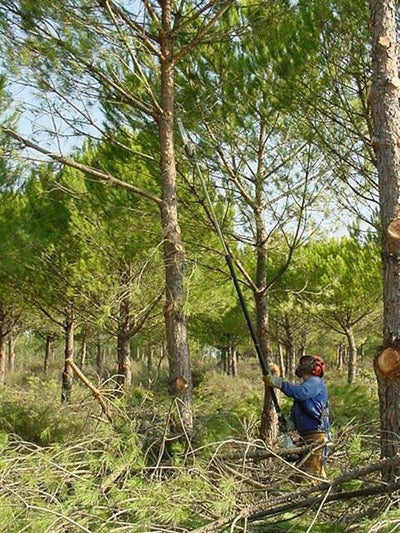Vecinos de Adra y Fondón se benefician del programa de mejora forestal de la Junta
