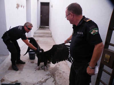 La Policía Local de Berja tiene un buitre en el calabozo