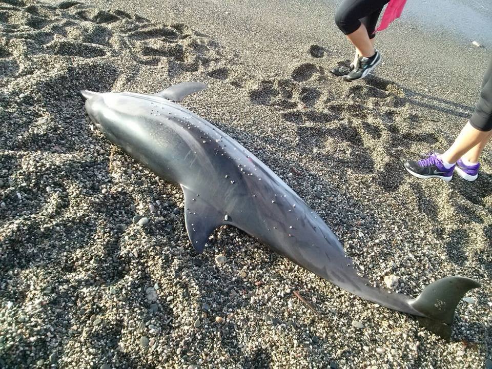 Aparece muerto un delfín de 200 kilos en una playa de Adra