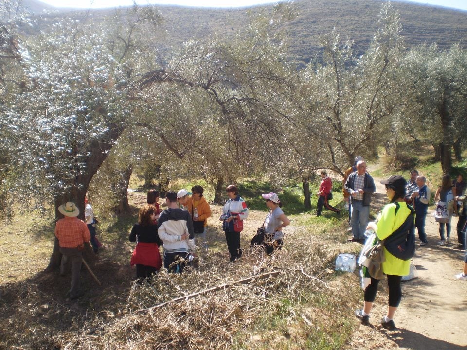 Alcolea invita a pasear por olivos centenarios