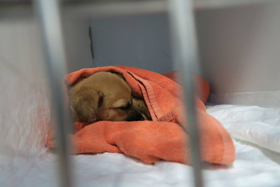 Se buscan a los autores de una brutal paliza a un cachorro