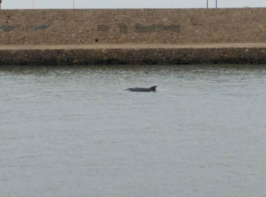 Aparece un delfín en el Puerto de Adra