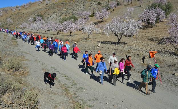 Albox acogerá la XI ruta de los Almendros en Flor
