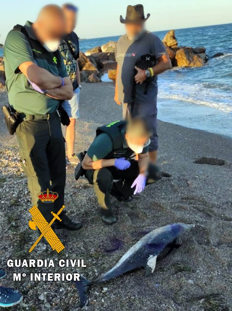 La cría de delfín apareció sin vida. 