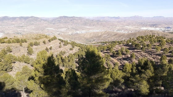 La Junta invierte más de un millón de euros en los bosques de la sierra almeriense de los Filabres
