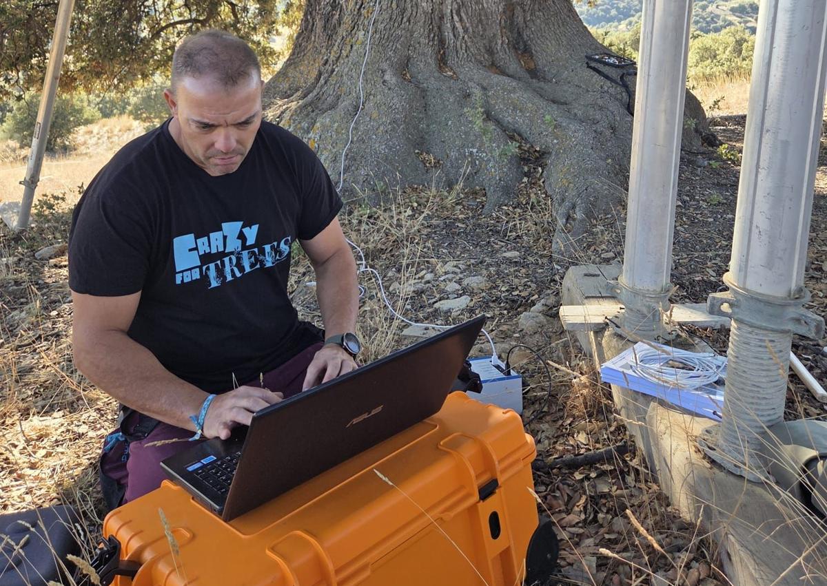 Imagen secundaria 1 - La Junta encarga un estudio para retrasar el deterioro de la encina &#039;La Peana&#039; en Serón