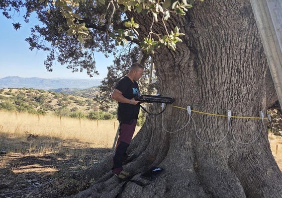 La Junta encarga un estudio para retrasar el deterioro de la encina 'La Peana' en Serón