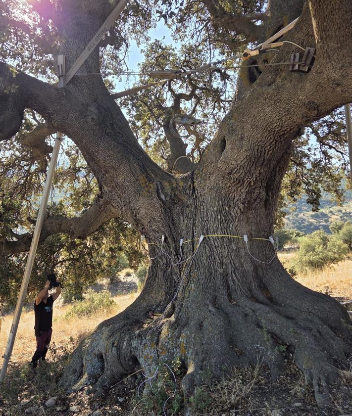 Imagen secundaria 2 - La Junta encarga un estudio para retrasar el deterioro de la encina &#039;La Peana&#039; en Serón