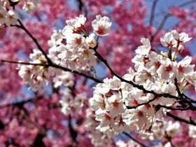 Concurso de Fotografía “La Flor del Almendro”