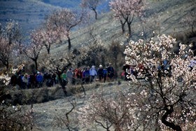 Casi mil personas participan en las rutas de senderismo Flor del Almendro